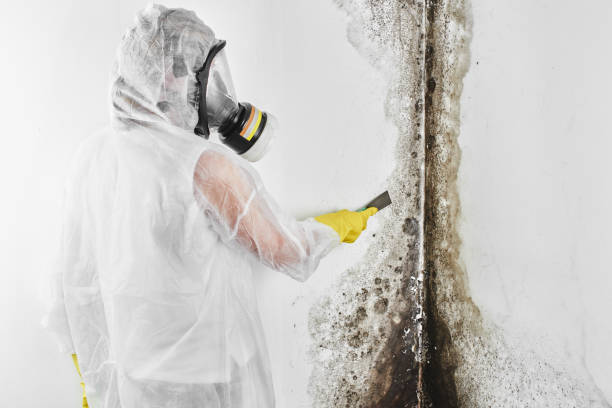 Best Basement Mold Remediation in Smithsburg, MD