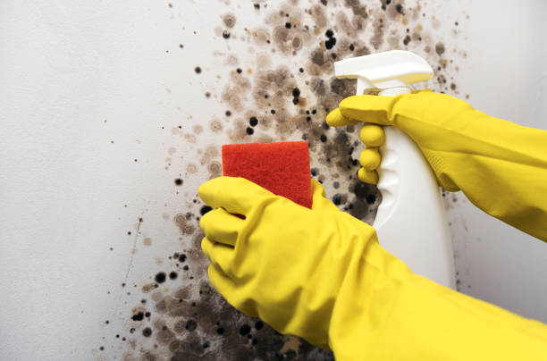 Best Attic Mold Remediation in Smithsburg, MD